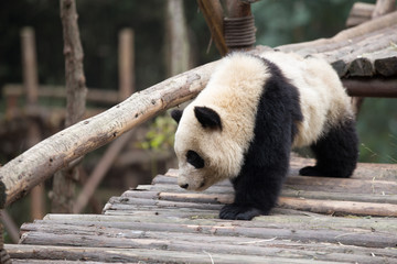 panda in park
