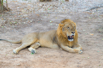 Male lion on the ground in the park.