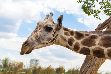 Giraffe walking in park, head and neck.
