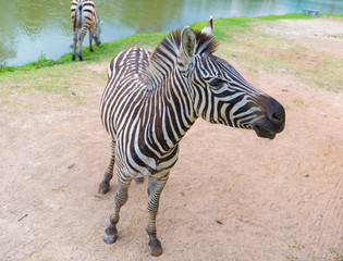 Fototapeta na wymiar Zebra walking and standing on the ground.