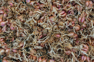 Dry many shallot, top view image.