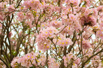 Pink tabebuia rosea blossom cherry flowers in the summer of thailand. Soft focus tabebuia.