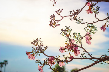 Pink tabebuia rosea blossom cherry flowers in the summer of thailand. Soft focus tabebuia.