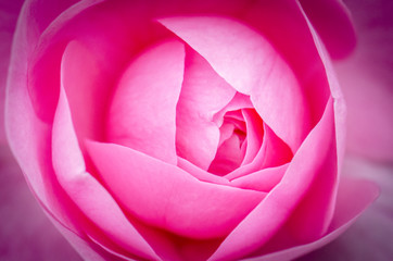 Obraz na płótnie Canvas Pink Rose