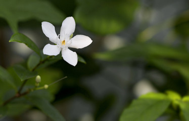 Wrightia antidysenterica or Angiosperms flower In Thailand, imported from Sri Lanka. The name 