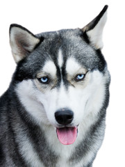 Obraz premium Husky dog portrait over white