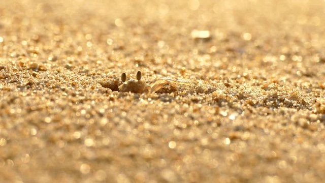 Ghost crab make the hole in the sunset of the beach,Ideas for Encouraging Others
