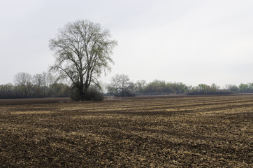 One poplar on a plowed field in the spring