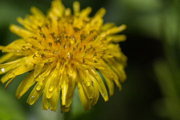 Dandelion with morning dew
