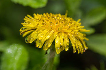 Dandelion with morning dew