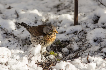 Fieldfare looks for food