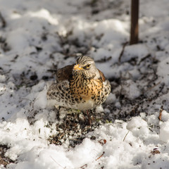 Fieldfare in the spring