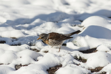 Food under the snow