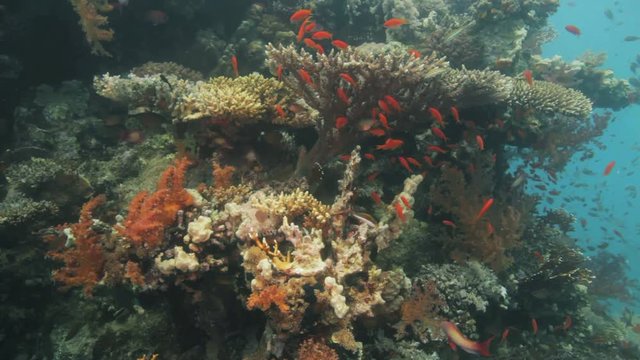 hard coral growth on the reef