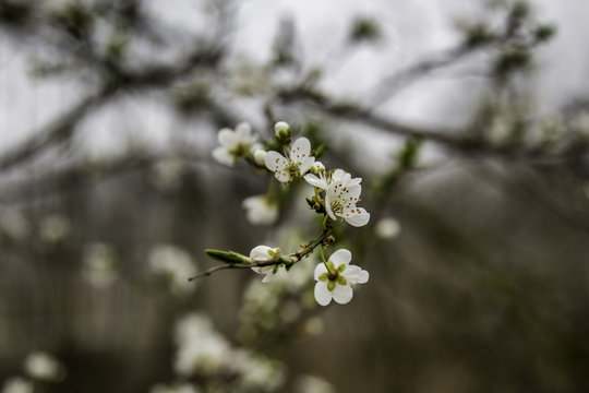 Weiße Blüte eines Obstbaumes im Frühling