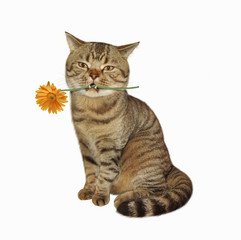 The cat in love holds a flower in his teeth. White background.