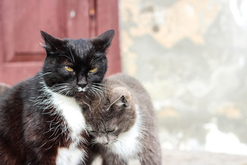 Black and gray cats show feelings of love and tenderness