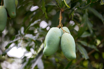 green mango on the mango tree fruit mango