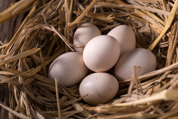 Chicken eggs in the straw in the morning light