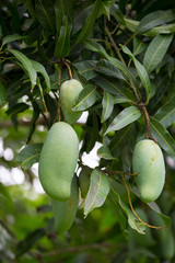 green mango on the mango tree fruit mango