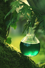 herbal potion On a mossy tree .Spell potion .   Magic Potion. Homeopathic medicine. Organic Cosmetics Concept	