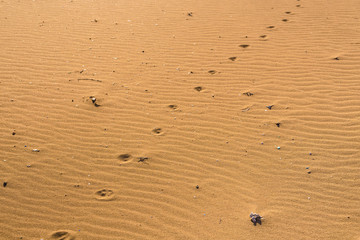 Dog footprints in the sand