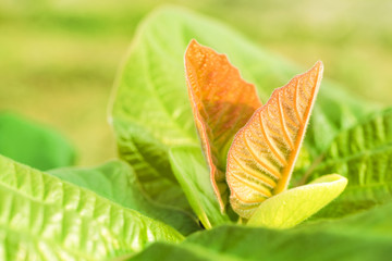 Fototapeta premium new Leaves background