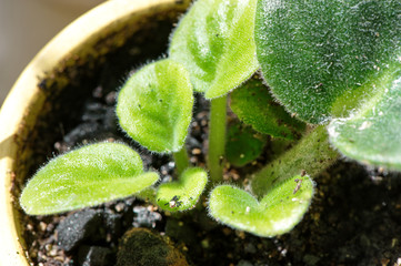 young rosette of African violet close-up after spring potting on sunlight
