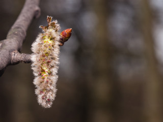 Aspen catkins on branch with bokeh background macro, selective focus, shallow DOF