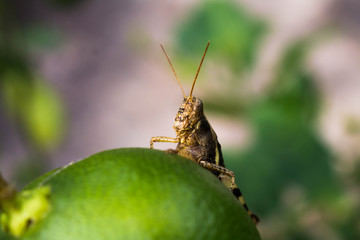 Grasshopper.