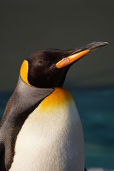 オウサマペンギン