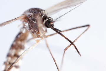 mosquito, dangerous vehicle of infection