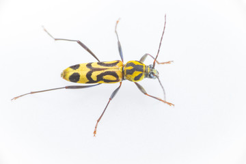 Yellow and Balck dotted Bamboo longhorn longicorn beetle borer (Arthropoda: Insecta: Coleoptera: Cerambycidae: Chlorophorus annularis) crawling on a white surface isolated with white background