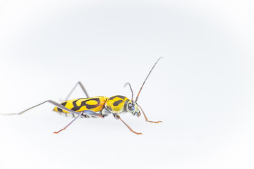 Yellow and Balck dotted Bamboo longhorn longicorn beetle borer (Arthropoda: Insecta: Coleoptera: Cerambycidae: Chlorophorus annularis) crawling on a white surface isolated with white background