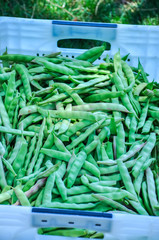 Harvest of green string beans in a farming box in a garden