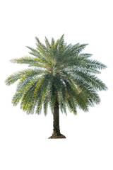 Green beautiful palm tree isolated on white background