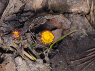 Flower buds in early spring, blooming coltsfoot, tussilago farfara, macro with bokeh background selective focus, shallow DOF