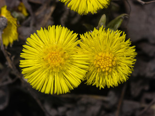 Flowers in early spring blooming coltsfoot tussilago farfara, close-up, selective focus, shallow DOF