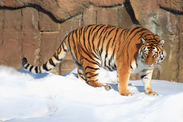Fototapeta na wymiar Beautiful siberian tiger on a morning walk.