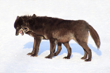 Obraz premium Two black canadian wolves playing on white snow.