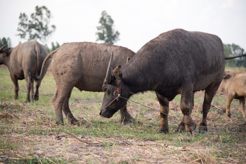 Asian buffalo eat grass on the field with blue sky,Thailand