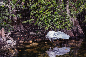 White heron in swamps Everglades