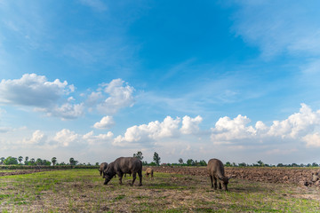 Asian buffalo eat grass on the field with blue sky,Thailand