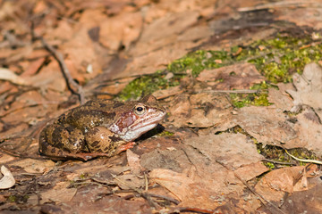 European grass frog or Rana temporaria male in breeding colors on old leaves close-up portrait, selective focus, shallow DOF