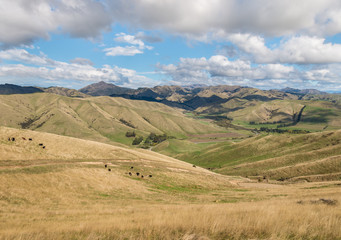 Fototapeta premium cows grazing on Wither Hills farmland in Marlborough, New Zealand
