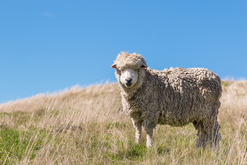 New Zealand merino sheep grazing on grassy hill with copy space