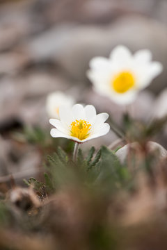 Camedrio Alpino