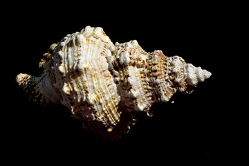 Giant Seashell Macro