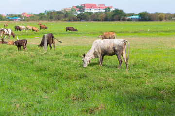 Fototapeta premium Cows grazing on farm with green field in good weather day