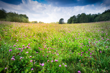 countryside meadow covered with alfalfa perspective. August landscape. Masuria, Poland. - obrazy, fototapety, plakaty
